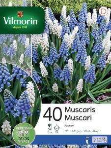 Muscari en Mélange (x40)